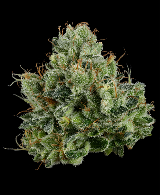 Photograph of product: Permanent Marker Flower - 3.5g