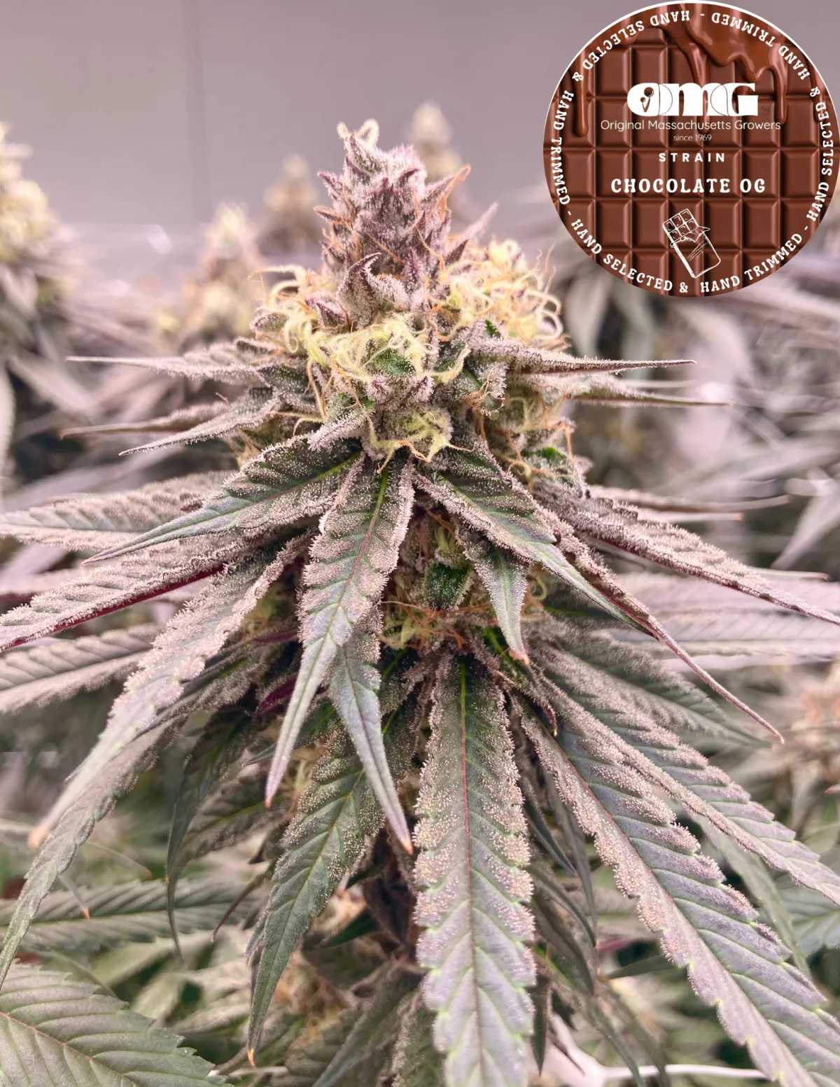 Photograph of product: OMG | Chocolate OG | 3.5g