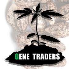 Photograph of product: Gene Traders | Take Over | 5pk Seeds