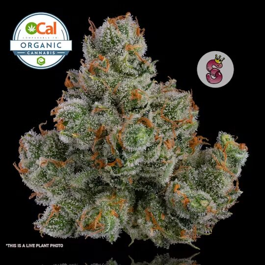 Photograph of product: J1 No Till Kings - 3.5g