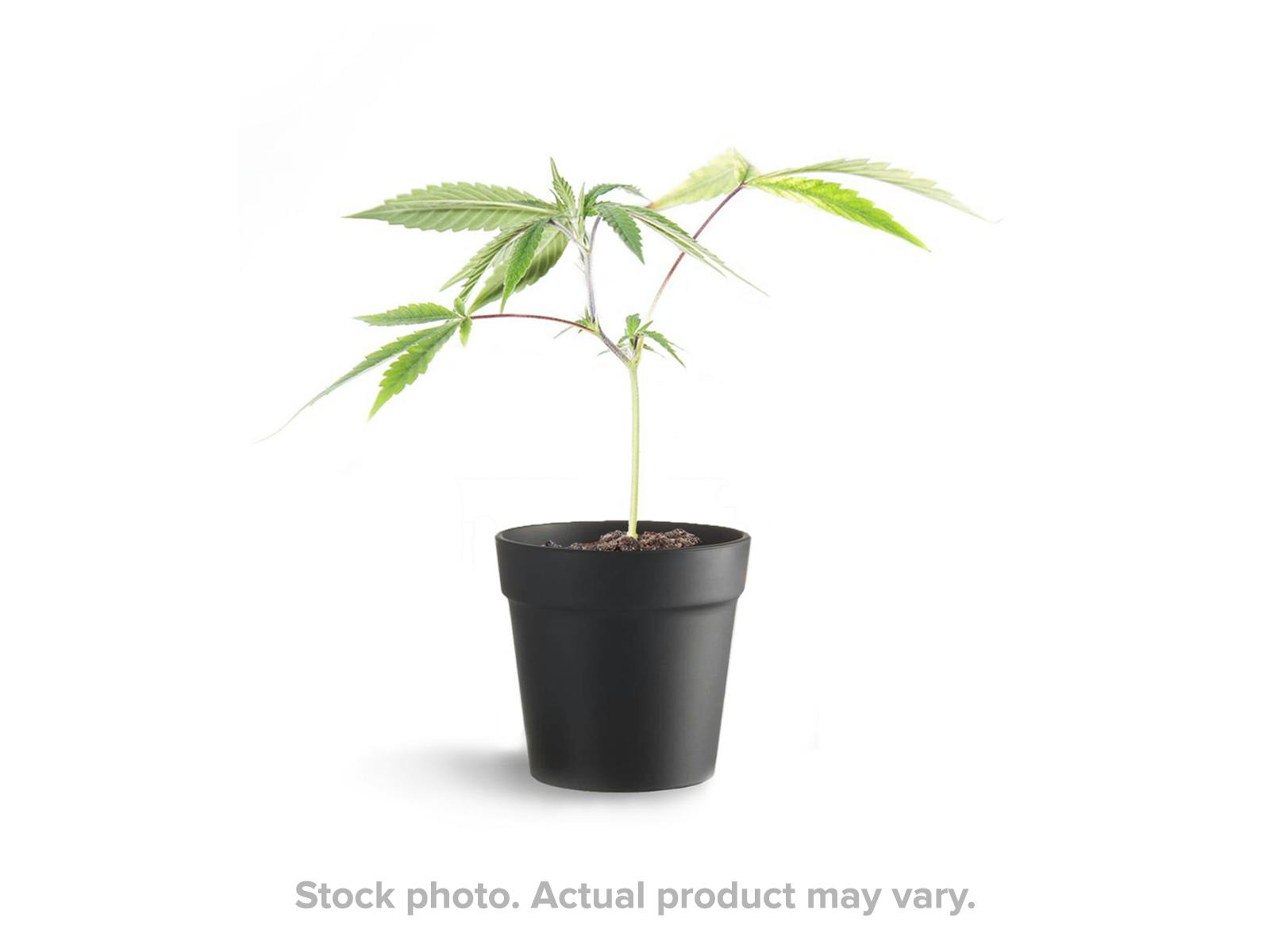 Photograph of product: Clone - Punch Breath (Mendo Breath x Purple Punch)