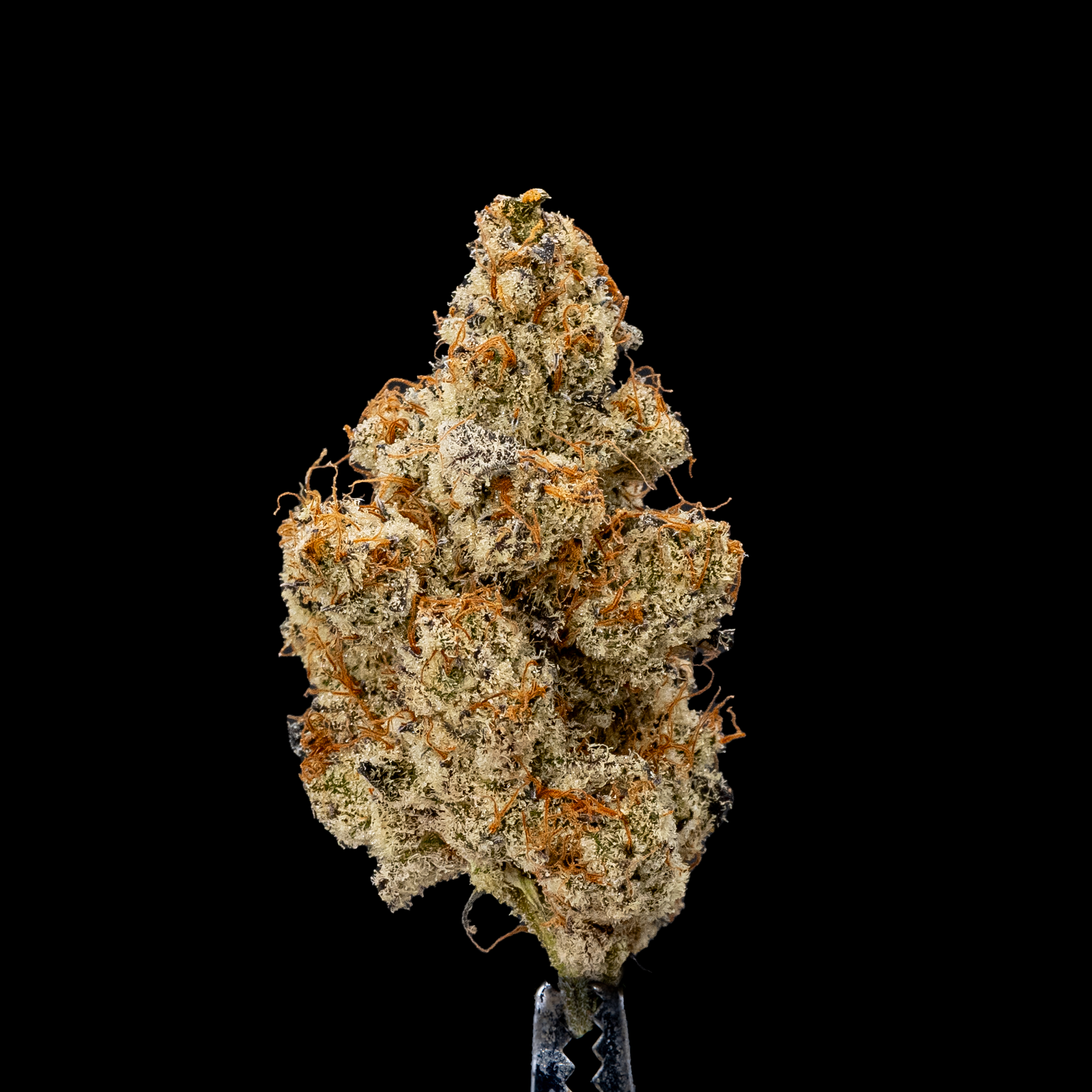 Photograph of product: Gud Gardens Oysterz *Indoor* - 28g