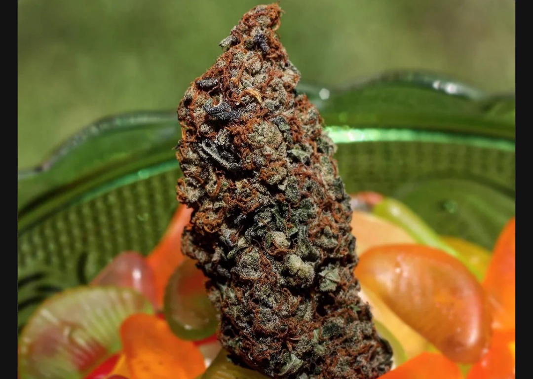 Photograph of Product: Miami Mango - 8th - Cuban Cologne - 3.5g
