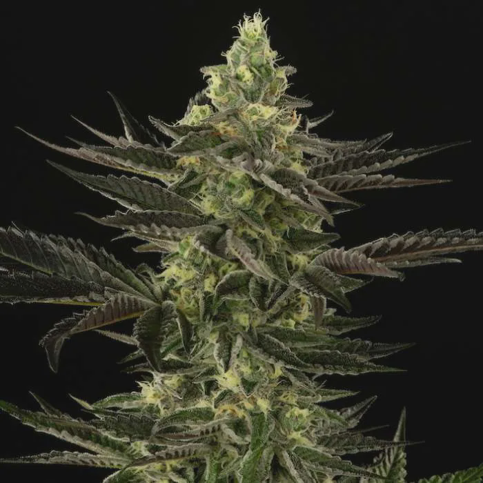 Photograph of product: Good Chemistry - Flower -  Apple Muffinz (I) - Bulk - 28g