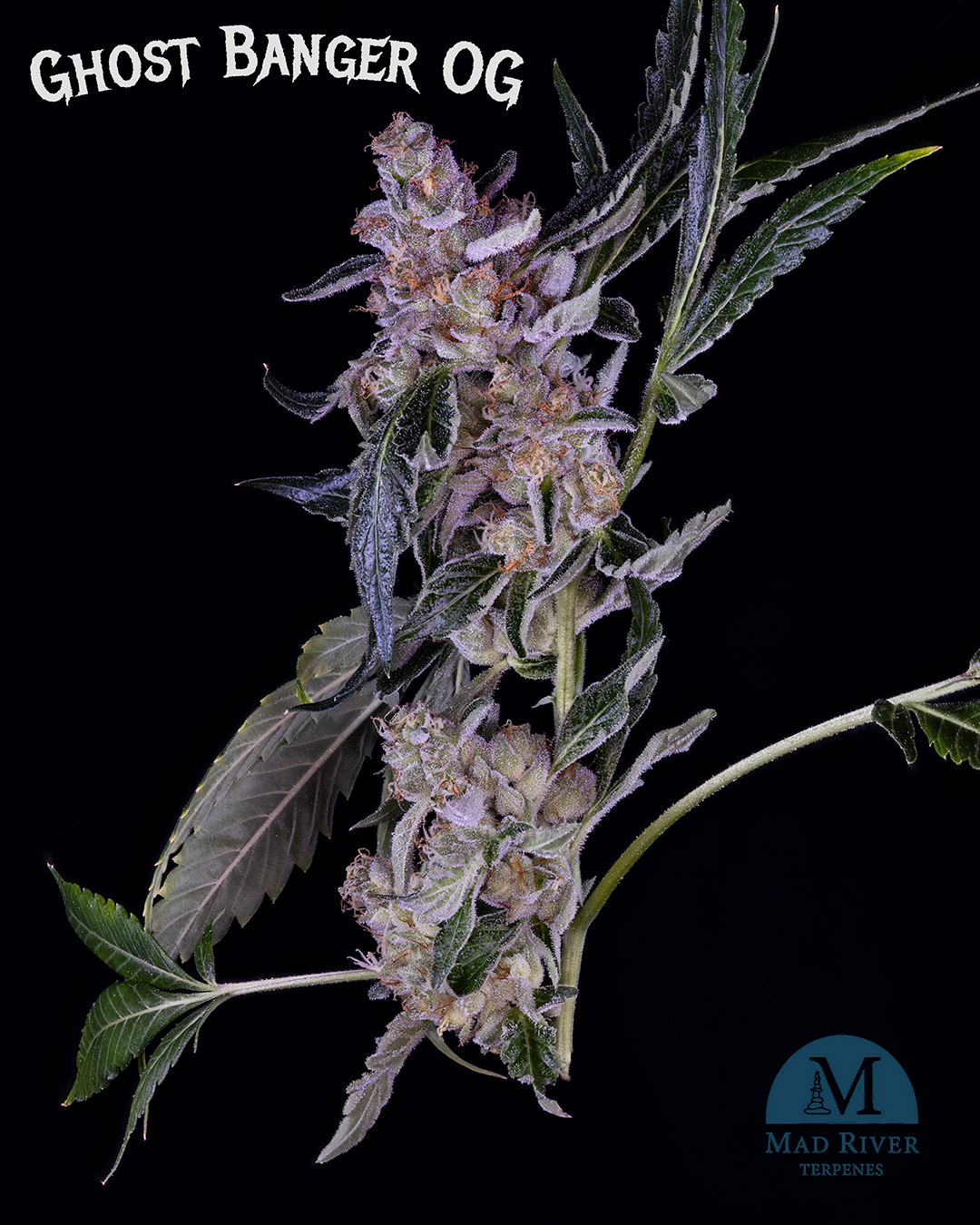 Photograph of product: Ghost Banger OG - 28g