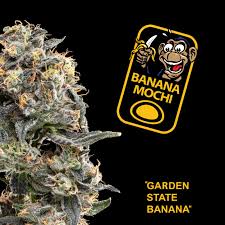 Photograph of product: Garden State Banana - Banana Mochi Big Buds 3.5g