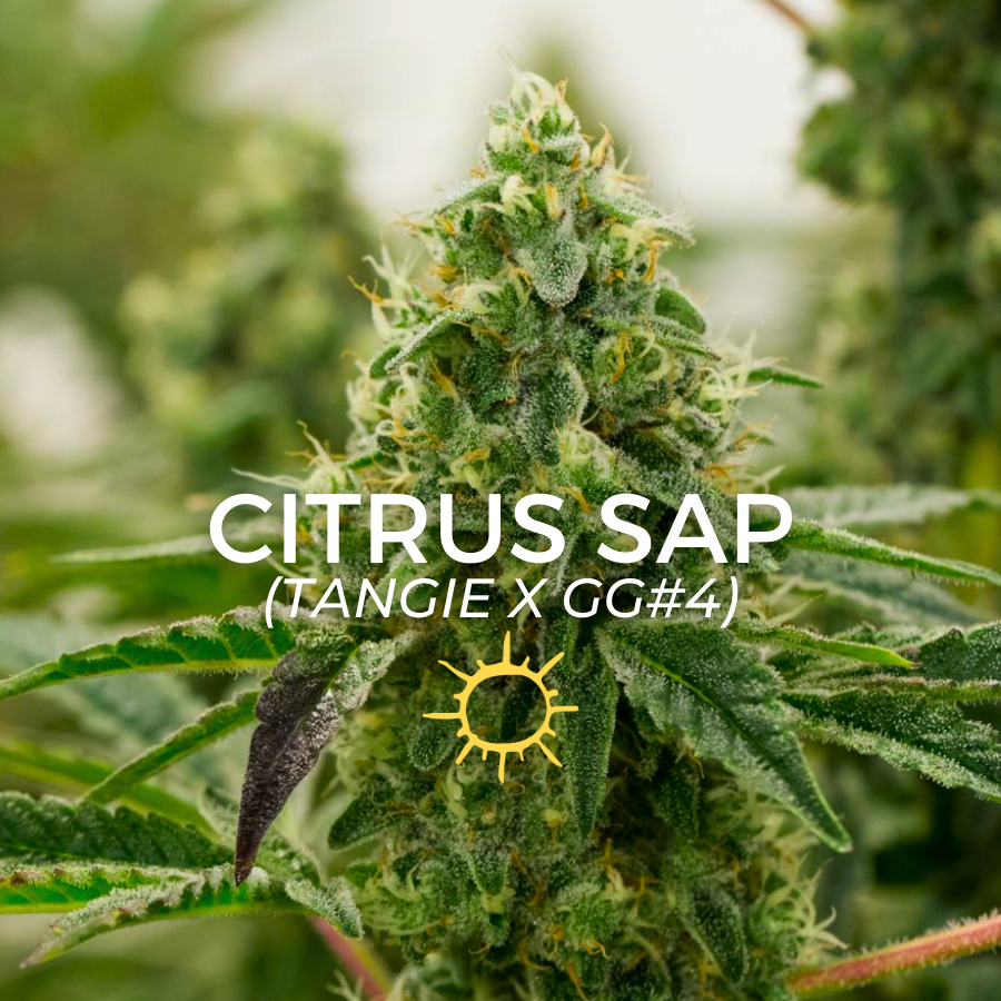 Photograph of product: Citrus Sap - 14g