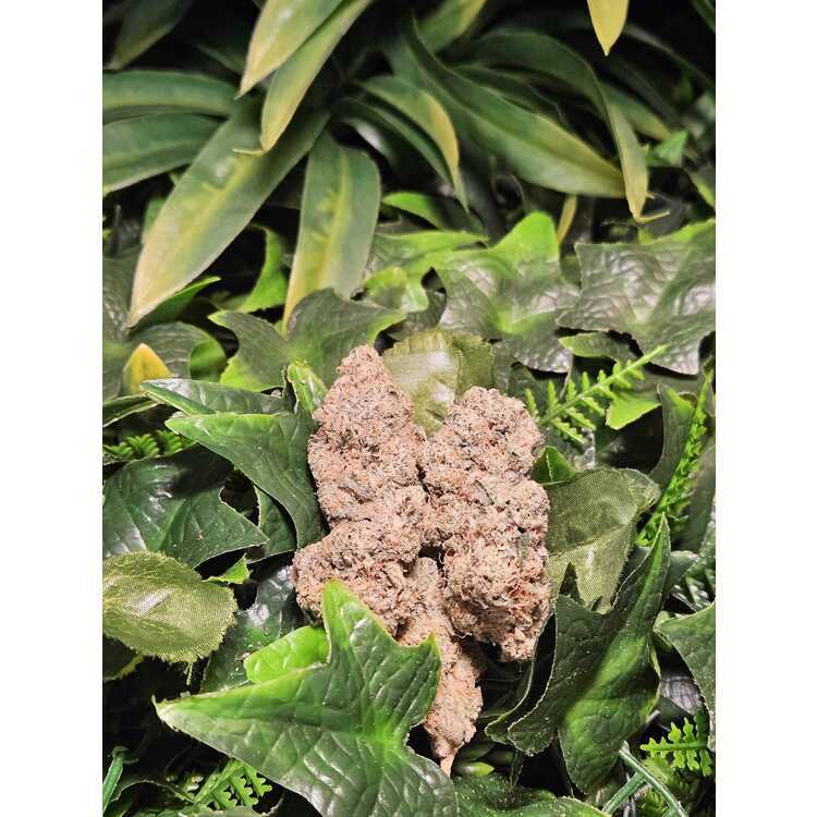 Photograph of product: Gorilla Breath - Indoor Flower - Kaprikorn - Harvested: 4/21/25 - 1g