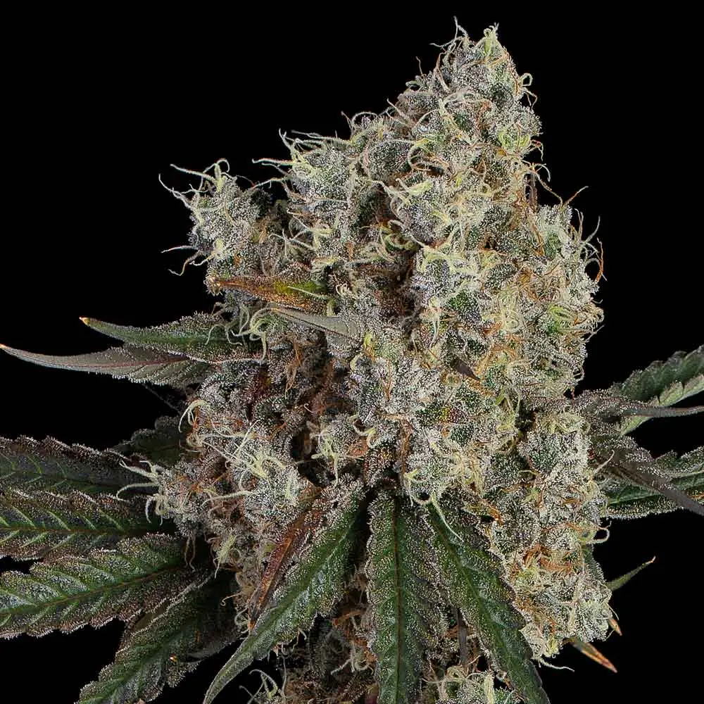 Photograph of product: Happy Valley | Another Level (H) - 3.5g