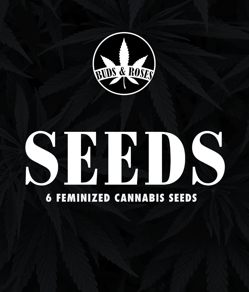 Photograph of product: 6pk Fem Seeds -  Legend OG x Gelato 33