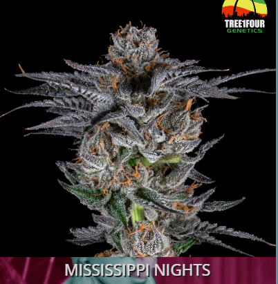 Photograph of product: Mississippi Nights - 3.5g