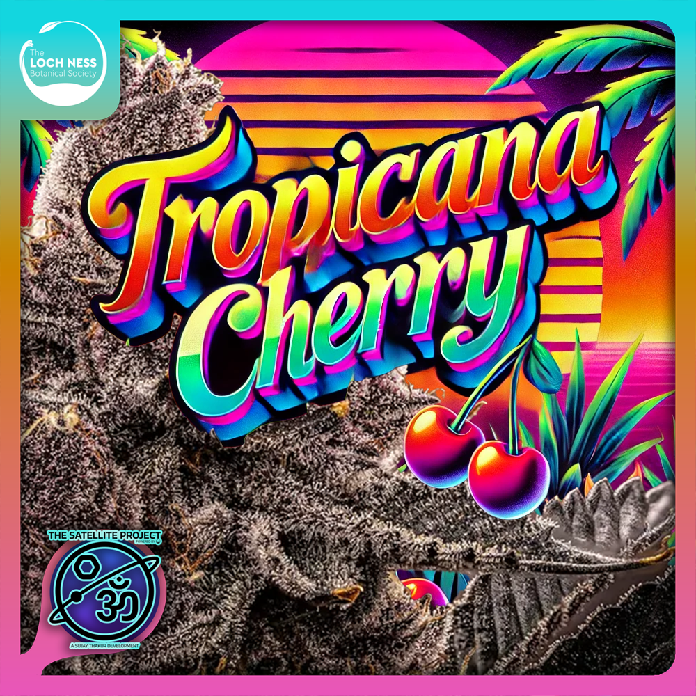 Photograph of product: Tropicana Cherry - Flower - 1g