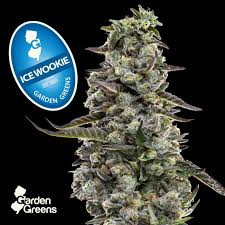 Photograph of product: Garden Greens - Ice Wookie 3.5g