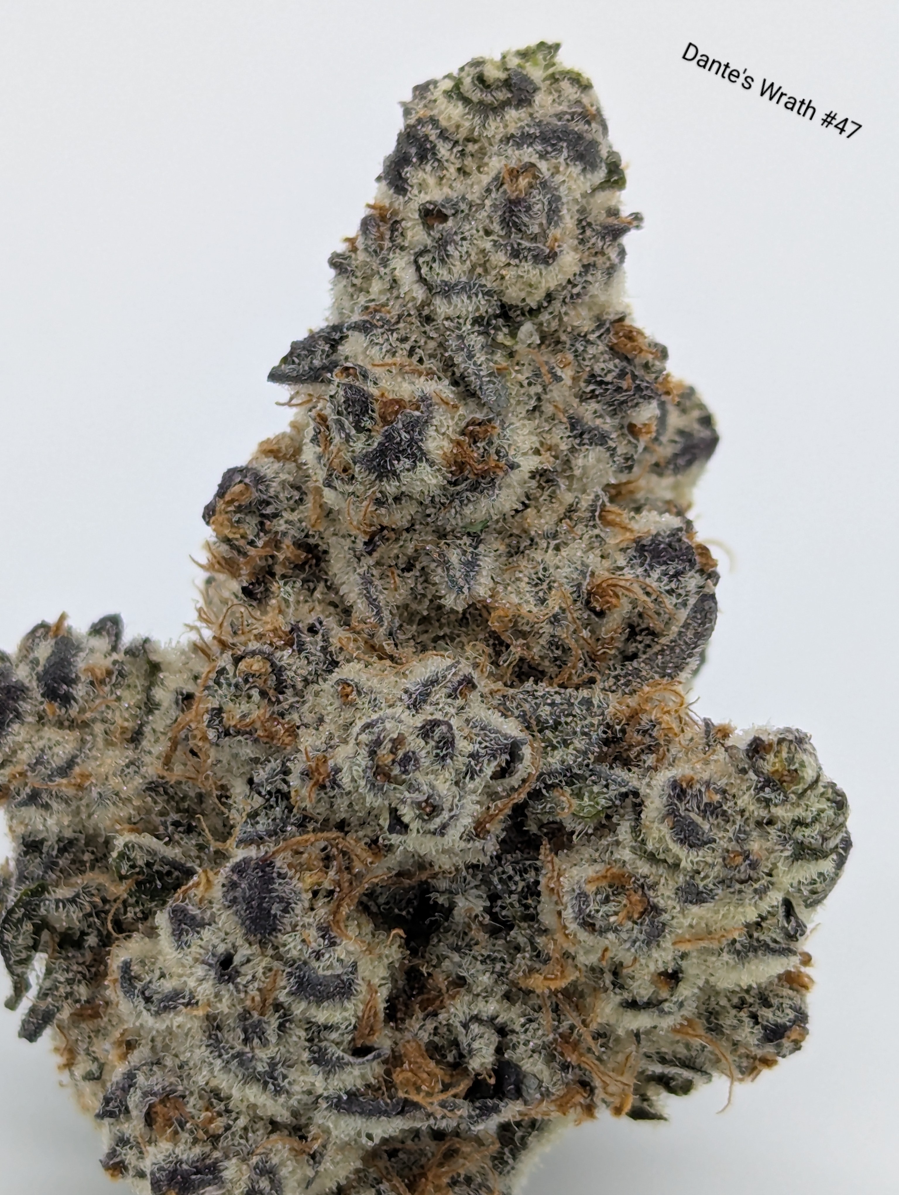 Photograph of product: Dante's Wrath #47 - 3.5g