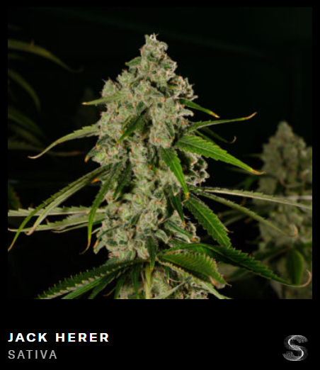 Photograph of product: Good Green (Mixed Buds) | Jack Herer | 28g (Oui'd)