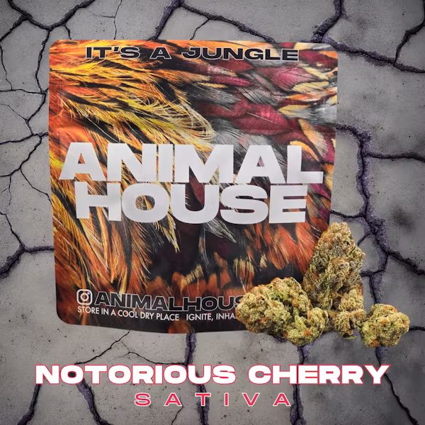Photograph of product: Animal House Misfits - Notorious Cherry - 5g