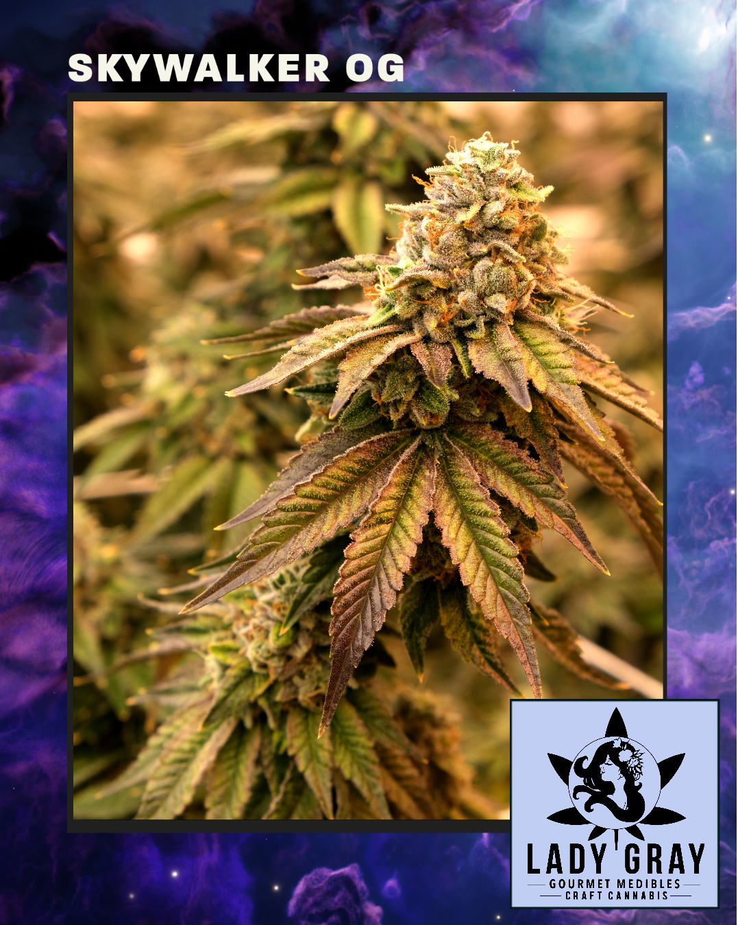 Photograph of product: Skywalker OG by Lady Gray Growing *FINAL PRICE* - 28g