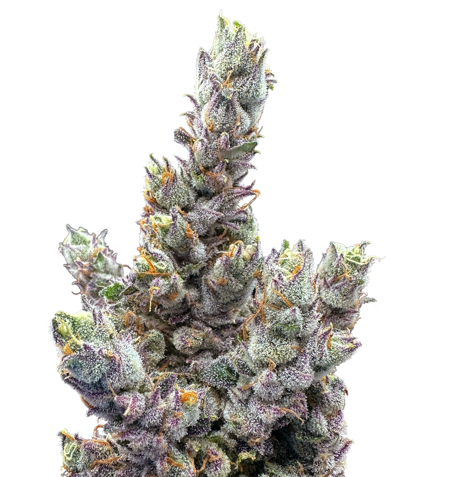Photograph of product: Glue Dream Pre-Roll | 1g