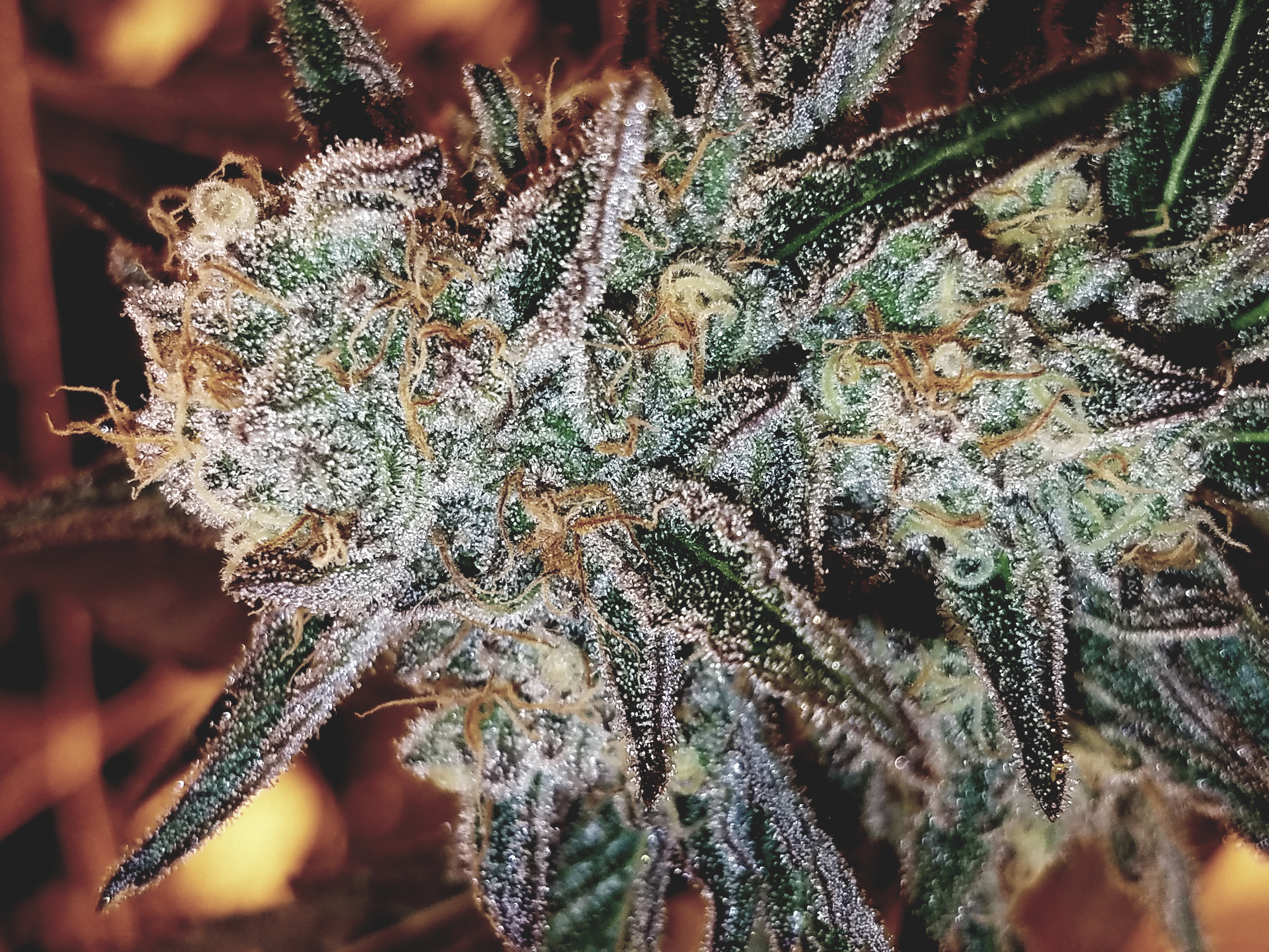 Photograph of product: Miracle Alien Cookies 1/8 Prepack - 3.5g