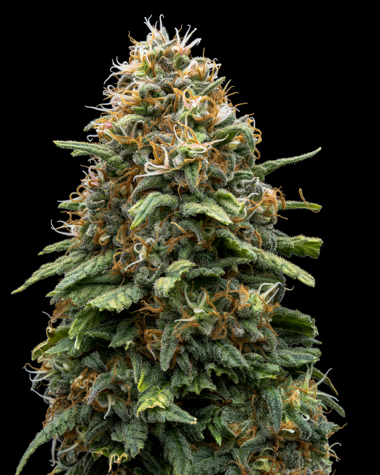 Photograph of product: Juiceman - 3.5g Flower