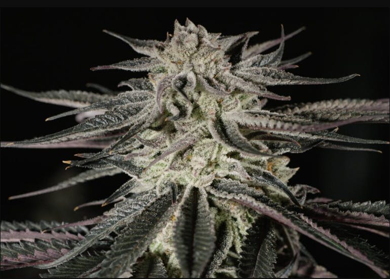 Photograph of product: CONFIDENTIAL CHERRIES | 3.5G