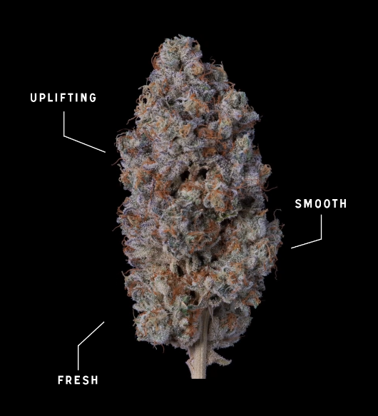 Photograph of product: Khalifa Mints | Ground Flower | 14g