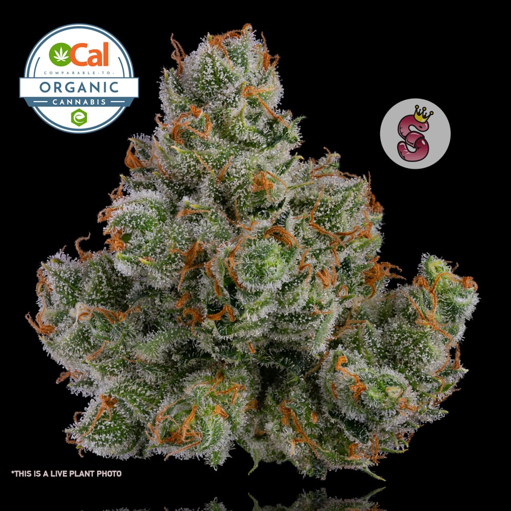 Photograph of product: J1 - Flower - 1g