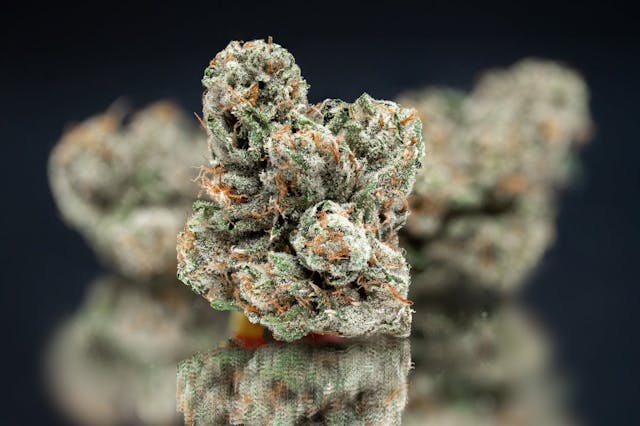 Photograph of product: Mega Wellness OG | 3.5g Flower