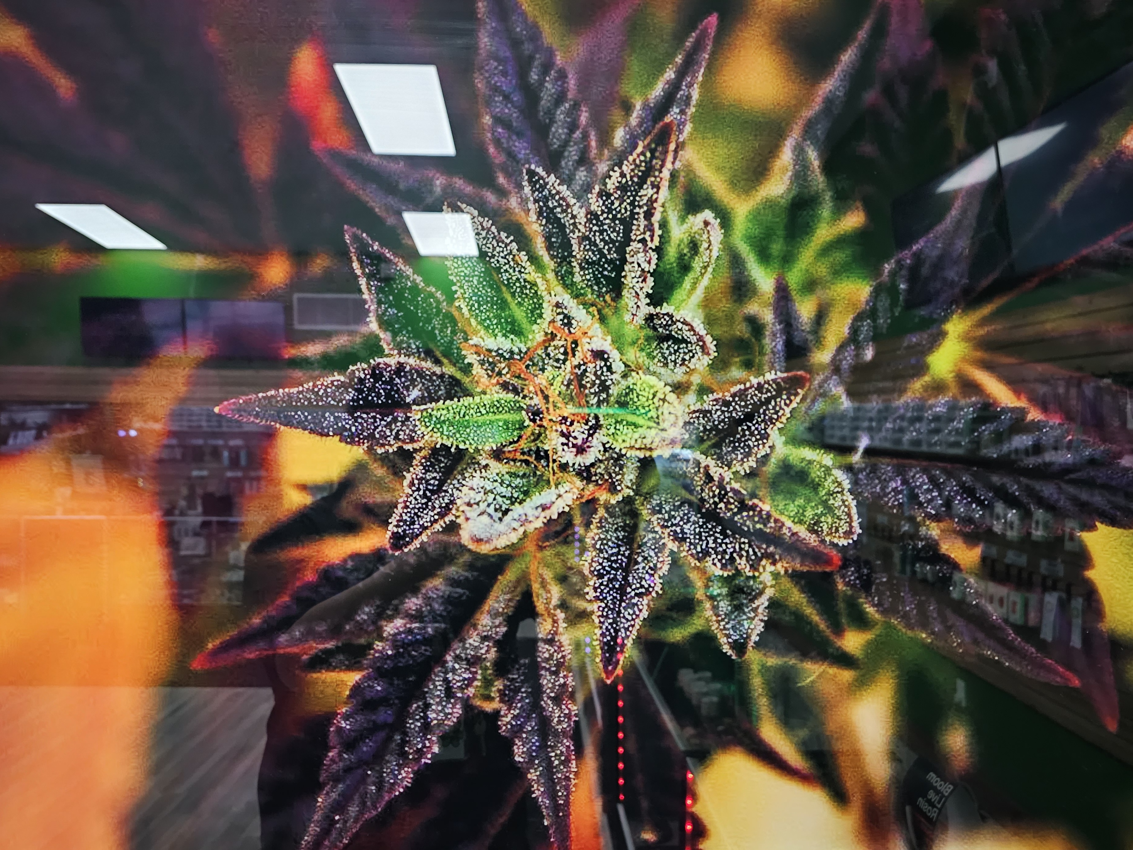 Photograph of product: Green House - Grow Photo