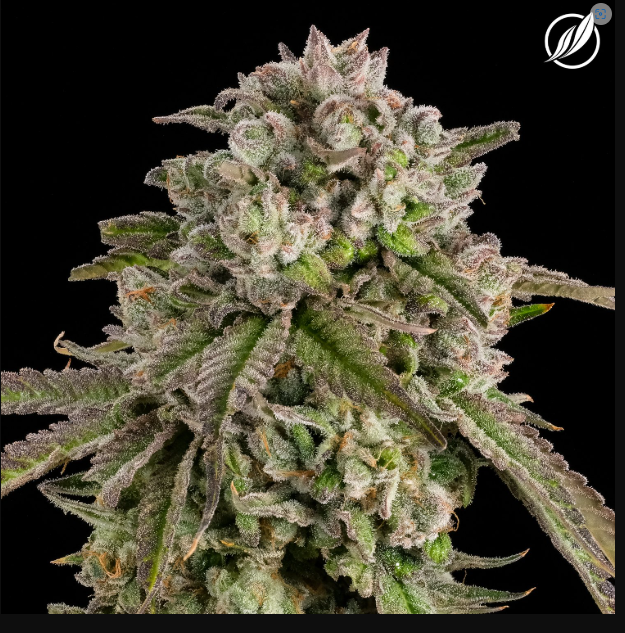 Photograph of product: Trophy Dawg Flower 3.5g I T23.70% C0020025779