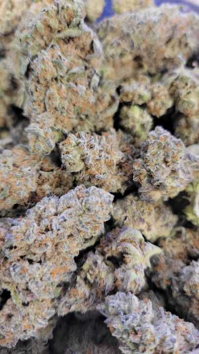Photograph of product: Dante's Inferno (Gud Gardens)