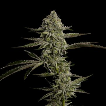 Photograph of product: Grape Cream Cake Pre-Roll | 1g