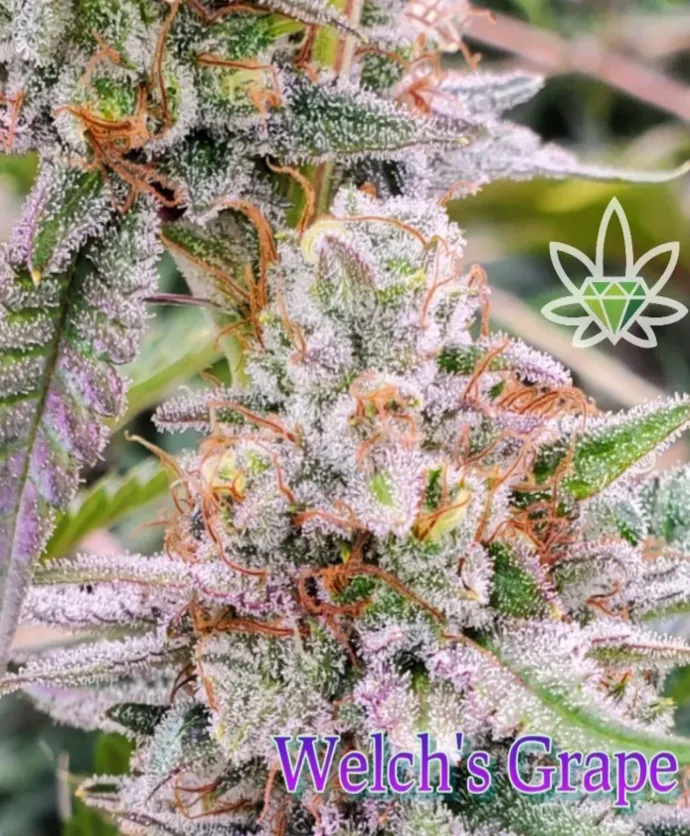 Photograph of product: Welch's Grape | ***420 Promo*** - 28g