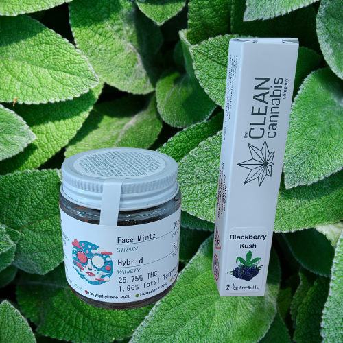 Photograph of product: Face Mintz 3.5g