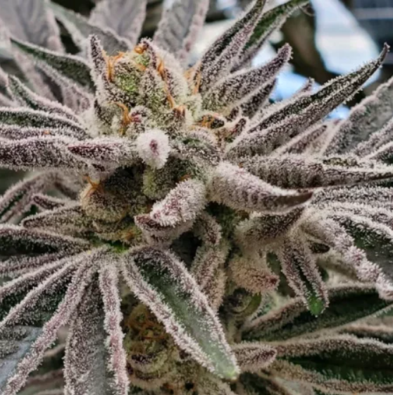 Photograph of product: Flower - Apple Tartz - 3.5g