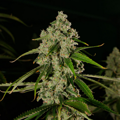 Photograph of product: Jack's Delight - Buds 14g