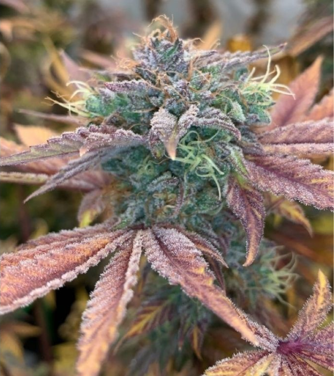 Photograph of product: Apple Runtz - 7g Flower