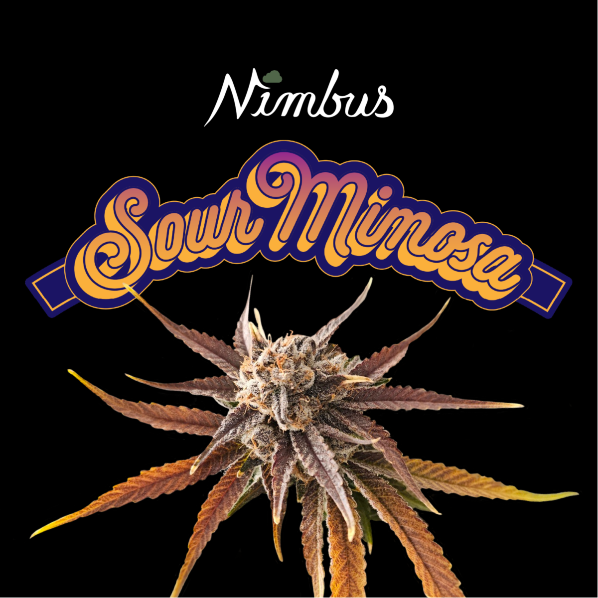 Photograph of product: SOUR MIMOSA - 3.5 G