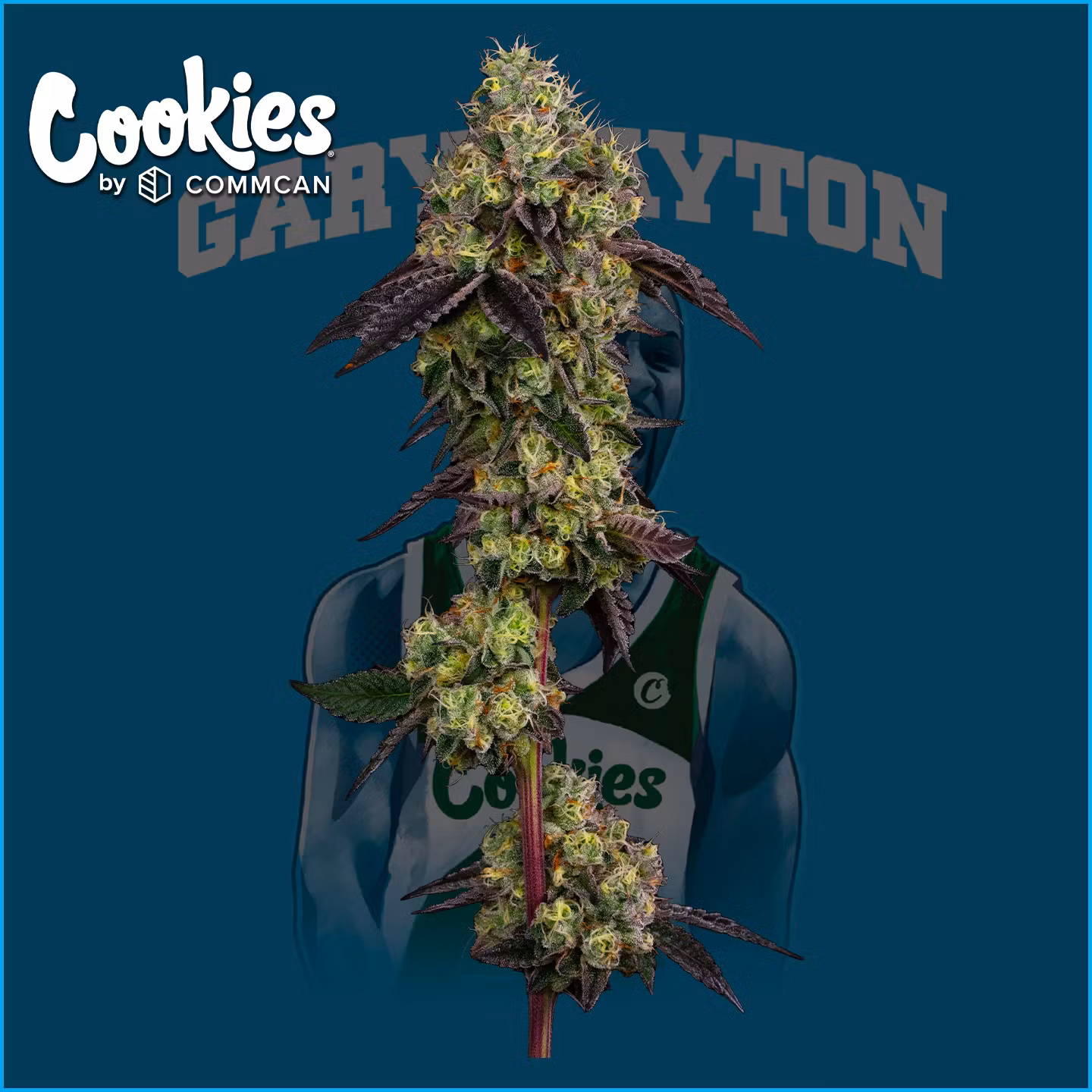 Photograph of product: Gary Payton | Flower | - 14g