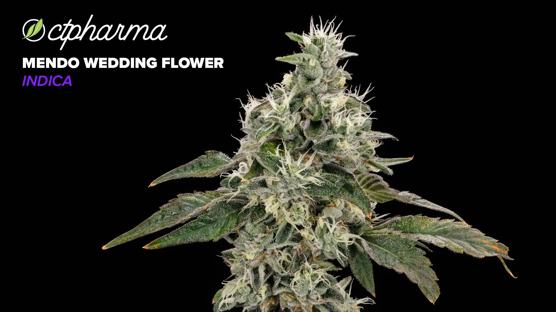 Photograph of product: CTPharma Mendo Wedding Whole Flower 25.68% (I) 3.5g - 25900