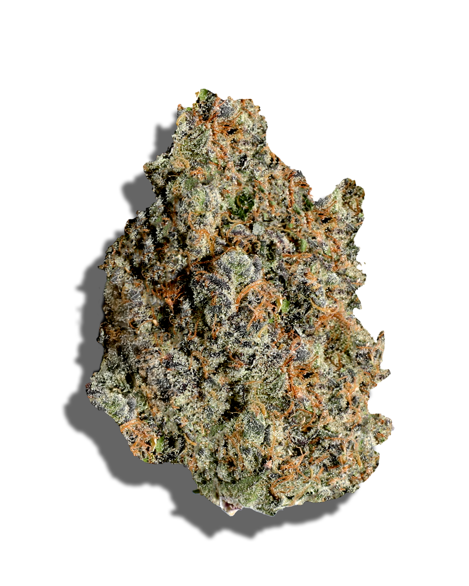 Photograph of product: Chocolate Scotti 1oz