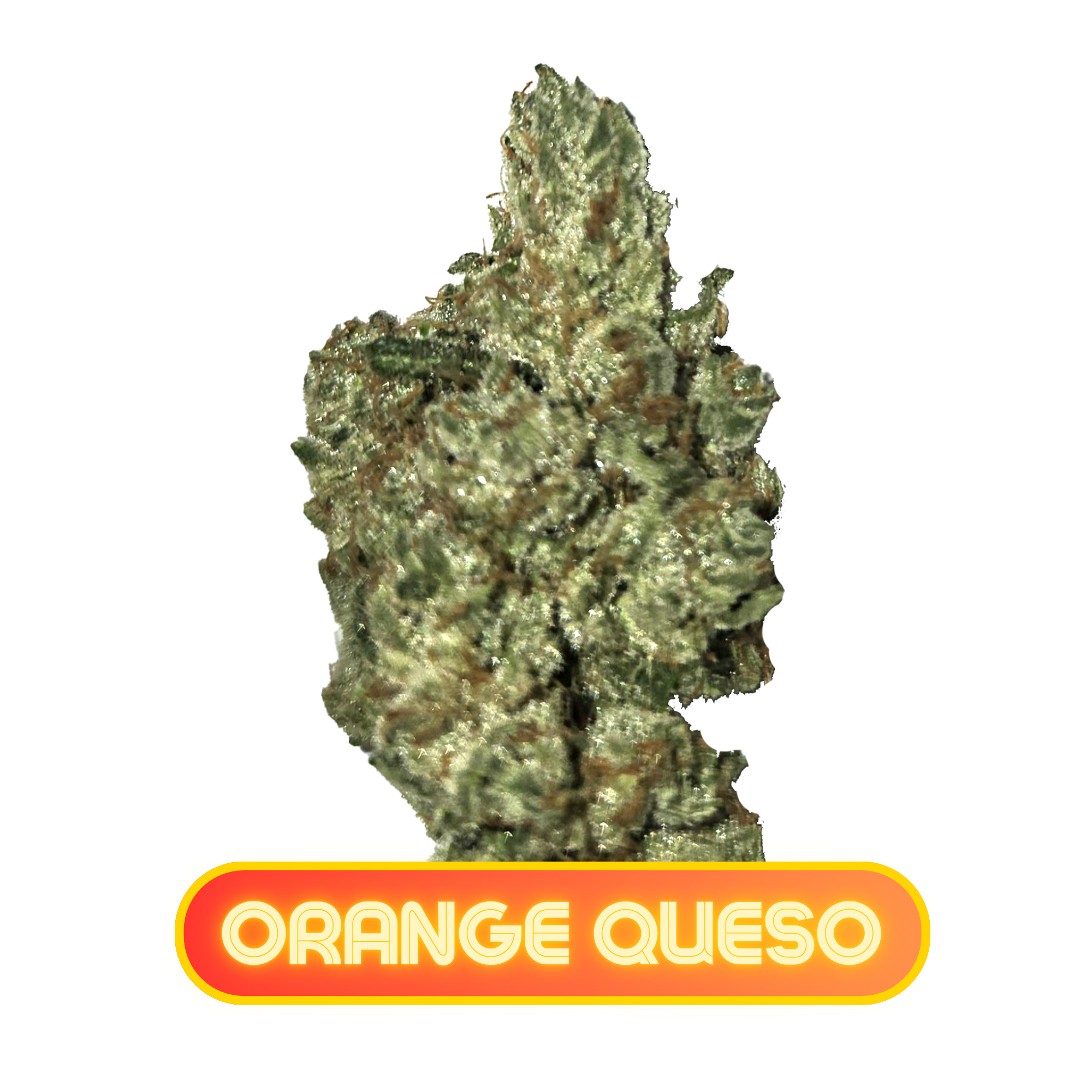 Photograph of product: MPX Select Orange Queso Flower - 3.5g
