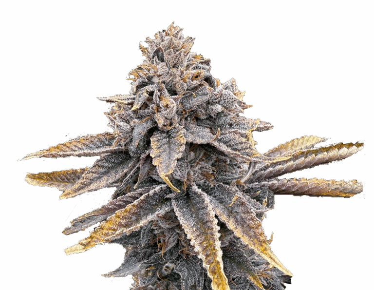 Photograph of product: Sour Blueberry - 3.5g