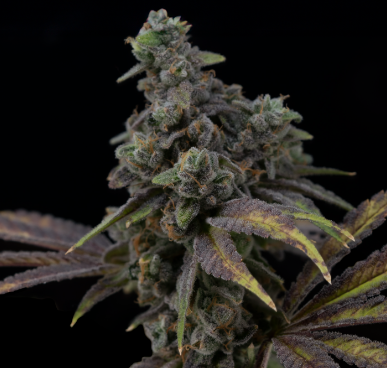 Photograph of product: Baby Yoda - 7g