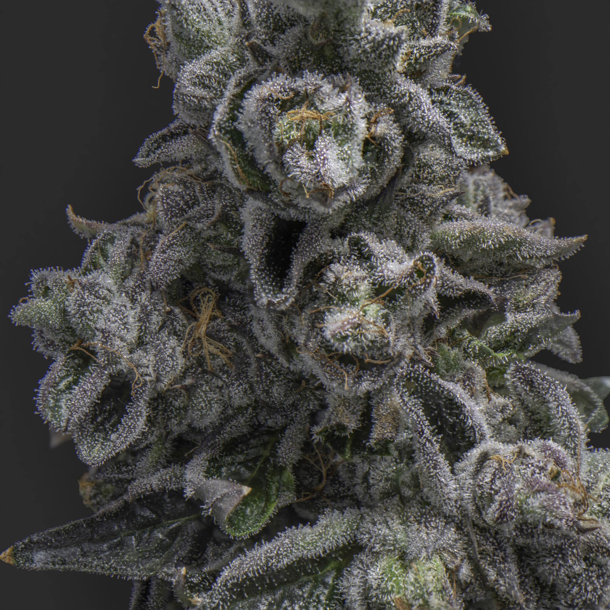 Photograph of product: Dosilato 3.5g {759}