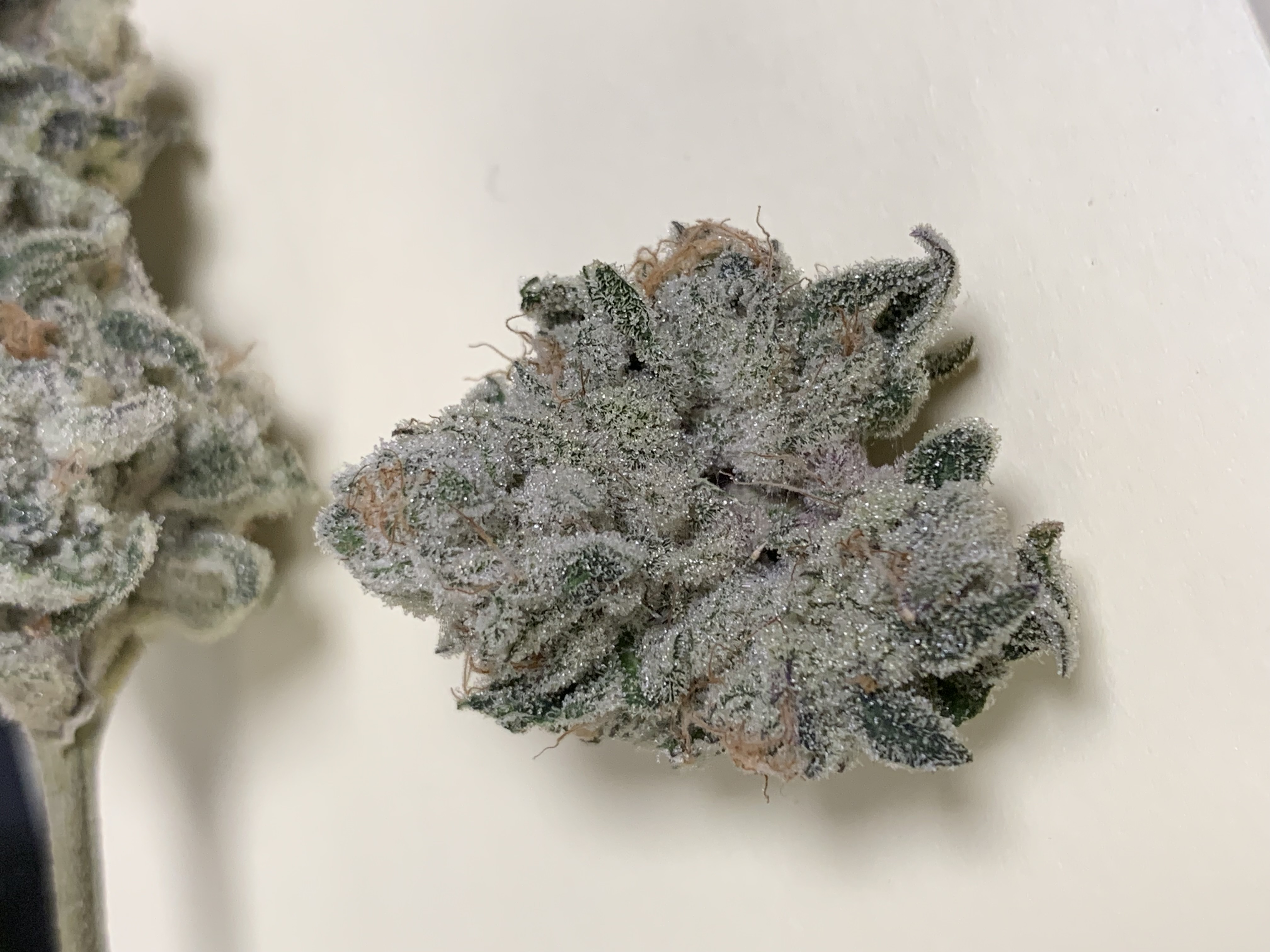 Photograph of product: Flower (Deli-Style) l GoGurtz (2X High Times Cup Winner) | Hybrid l New Lyfe - 28g
