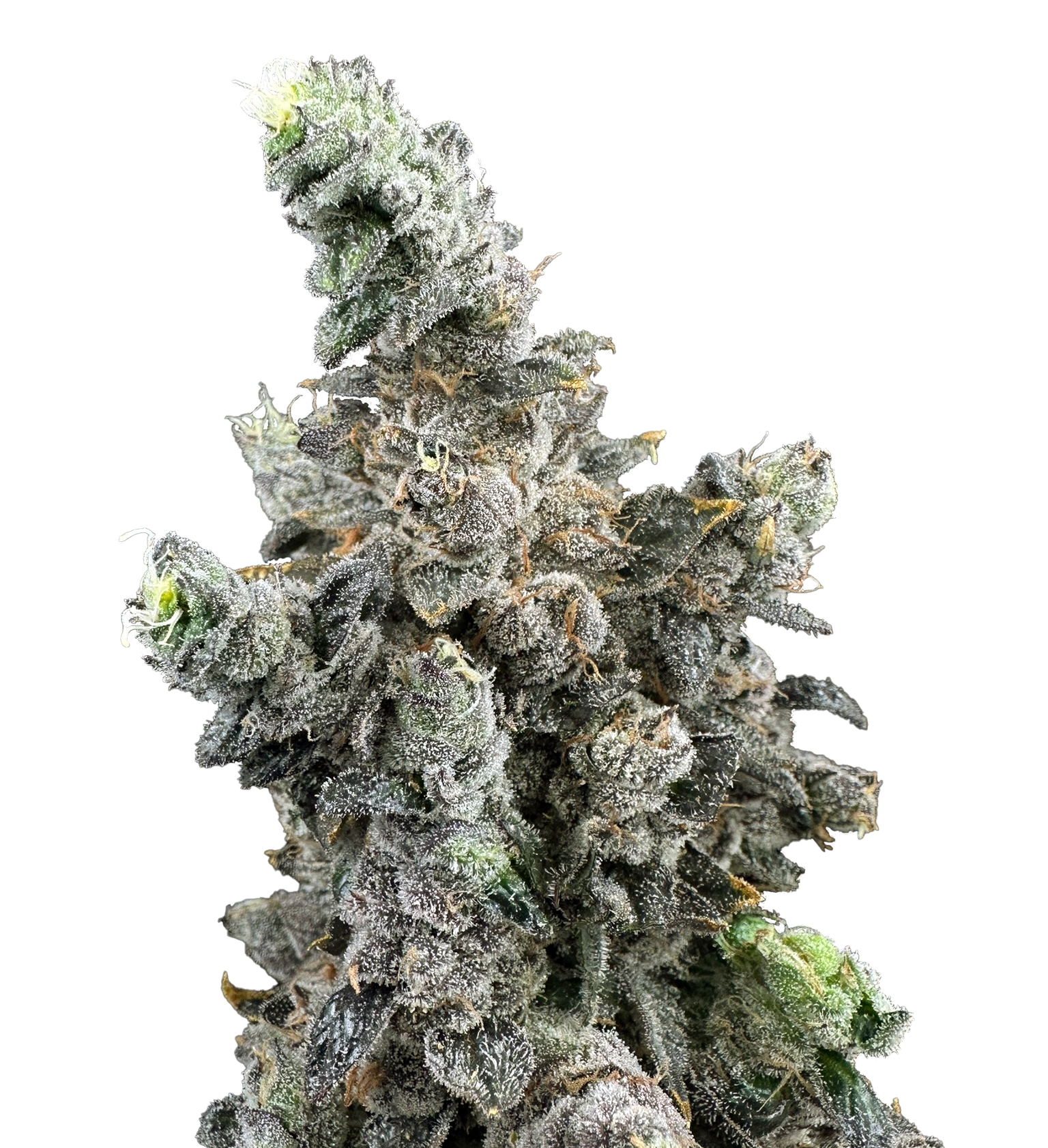 Photograph of Product: Vanilla Zoap | 3.5g | Trifecta Farms