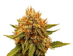 Photograph of product: Victory Natural Farms - Acapulco Gold - 3.5g