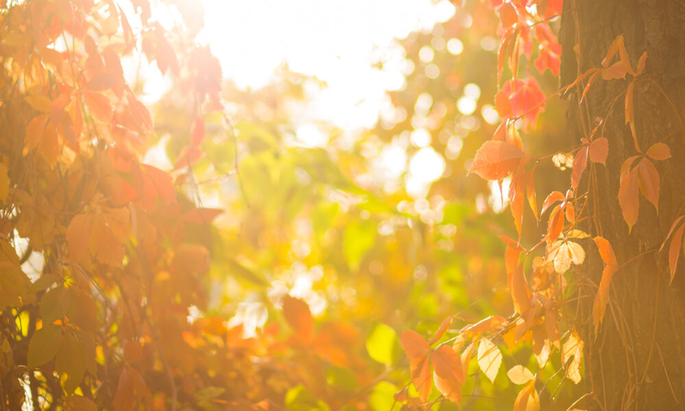 beautiful-sun-leaves-nature-spiritual-peace-freedom