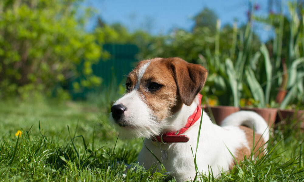 dog-in-red-collar-sitting-in-grass